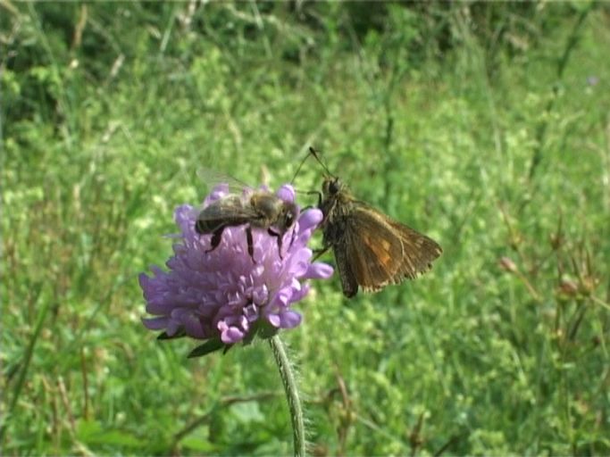 Rostfarbiger Dickkopffalter ( Ochlodes sylvanus ) und Sandbiene auf Skabiose : Am Niederrhein, Biotop, 30.06.2006